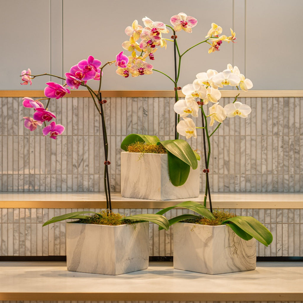 Standard Orchid with marble ceramic pot