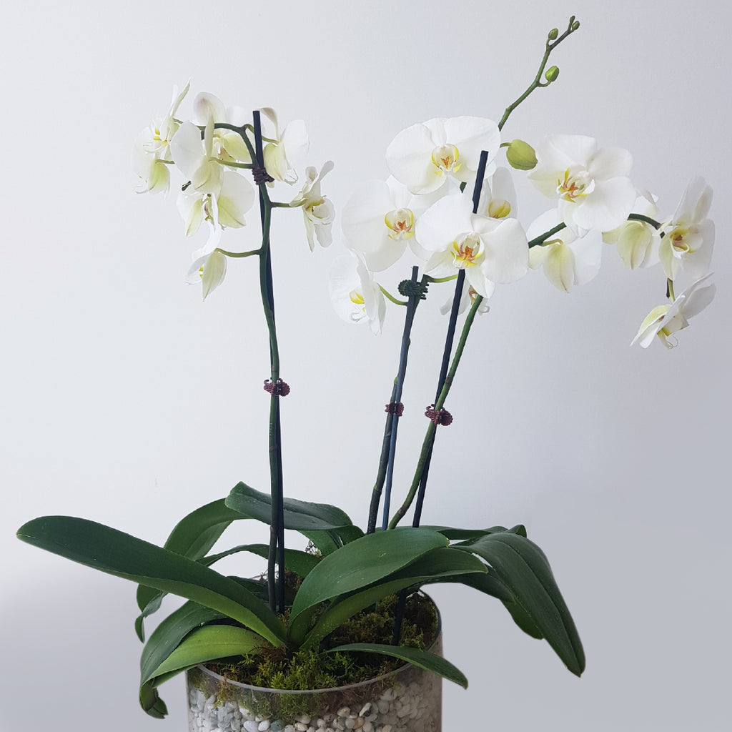 Phalaenopsis in Glass Vase